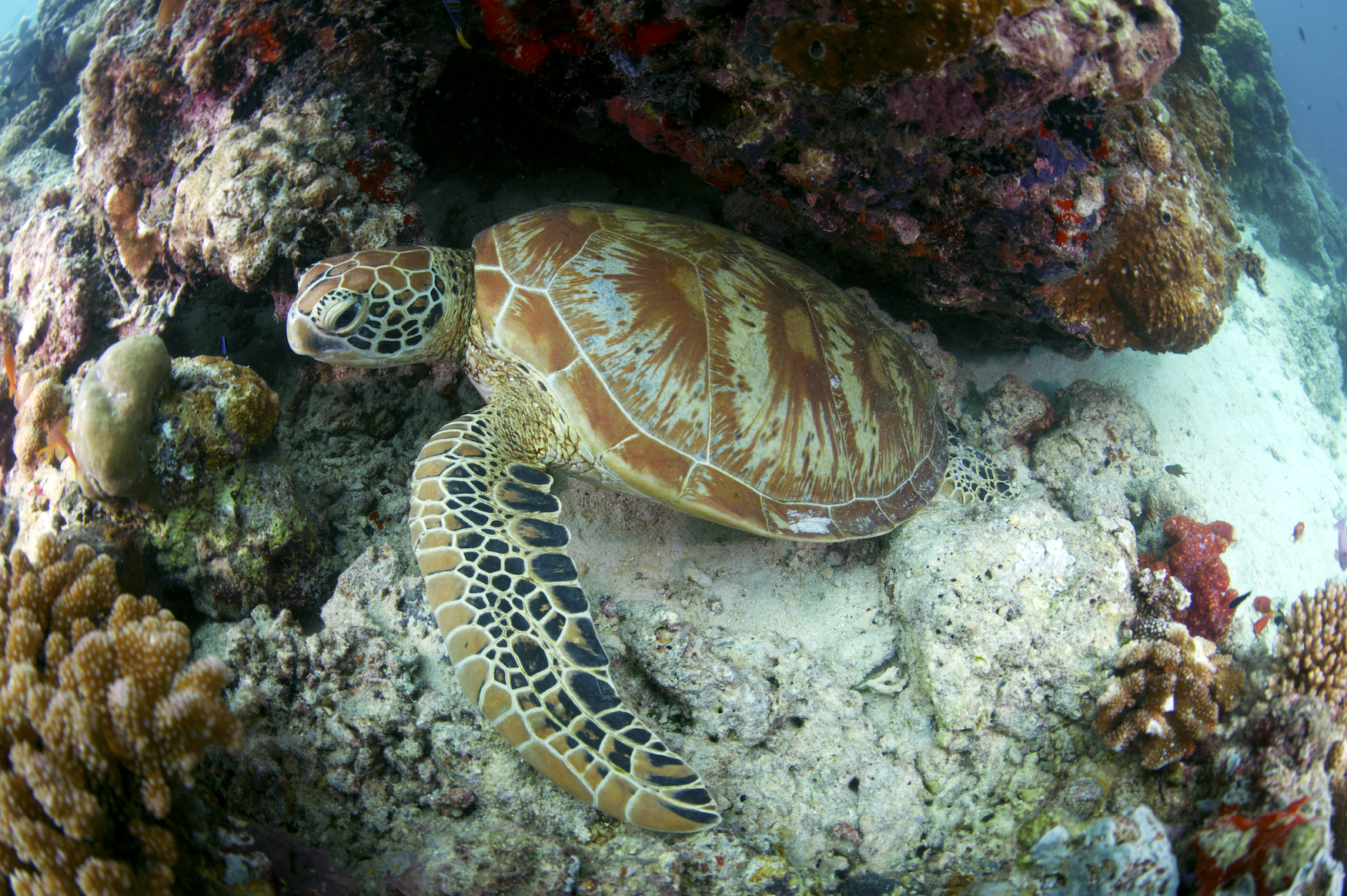 Eine braun-gelb-weiße Schildkröte schwimmt am Meeresboden zwischen einigen bunt bewachsenen Felsen hindurch, vom Betrachter leicht über ihr gesehen. Das Bild ist mit einem Fish-Eye-Objektiv aufgenommen und dadurch an den Rändern leicht verzerrt.
