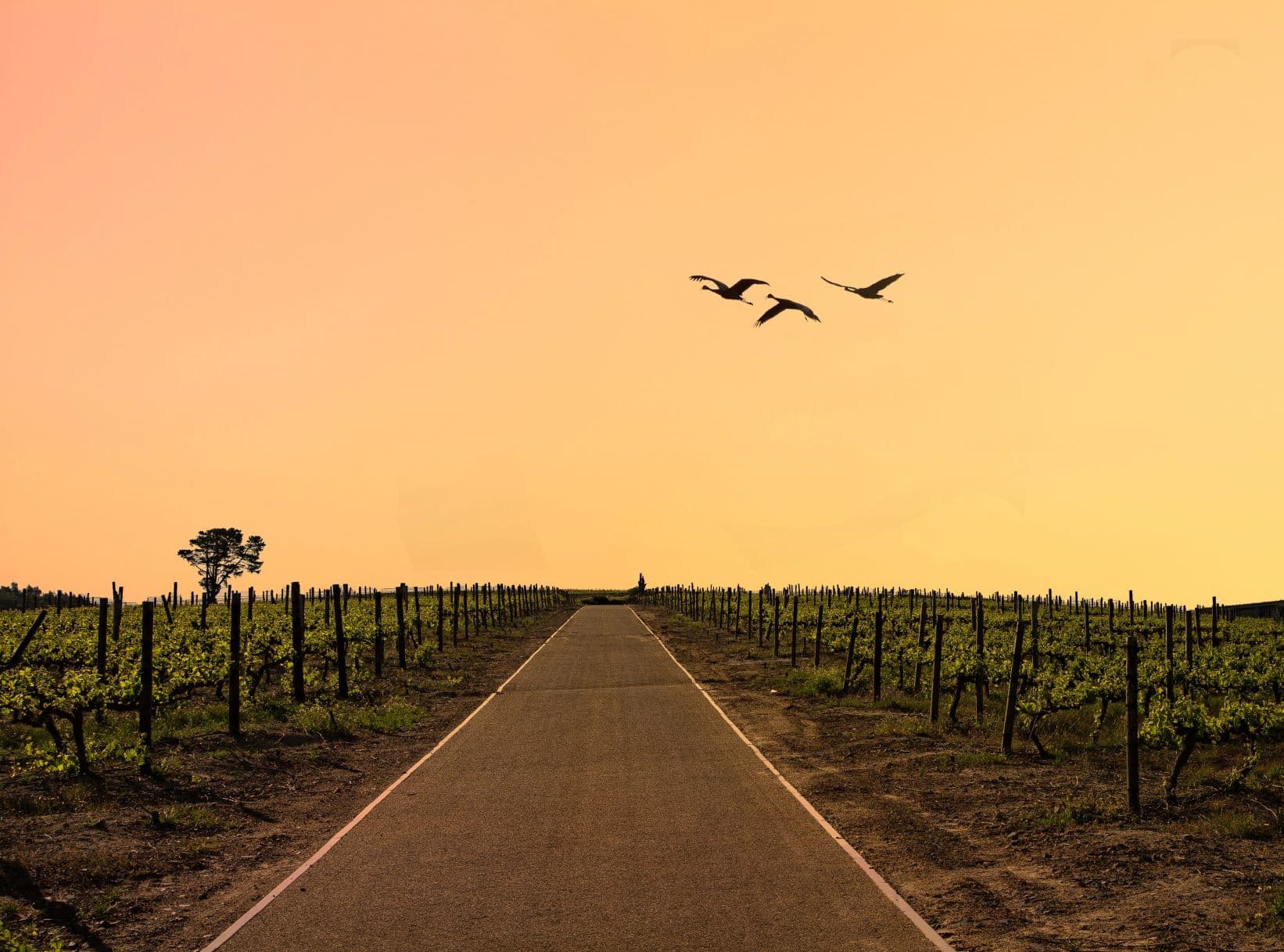 Straße in Stellenbosch, Südafrika