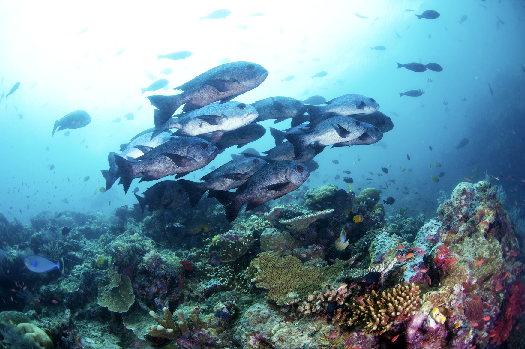 Ein kleiner Schwarm großer, silberner Fische schwimmt über einem bunten Riff von links nach rechts durchs Bild. Im Hintergrund sind weitere, einzelne Fische zu erkennen. Das Bild wurde mit einem Fish-Eye-Objektiv aufgenommen, erkennbar durch leichte Verzerrungen an den Bildrändern.