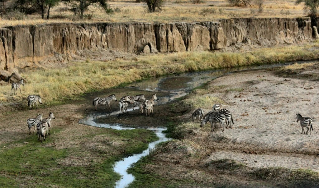 Zebras an einer Wasserstelle in Tansania