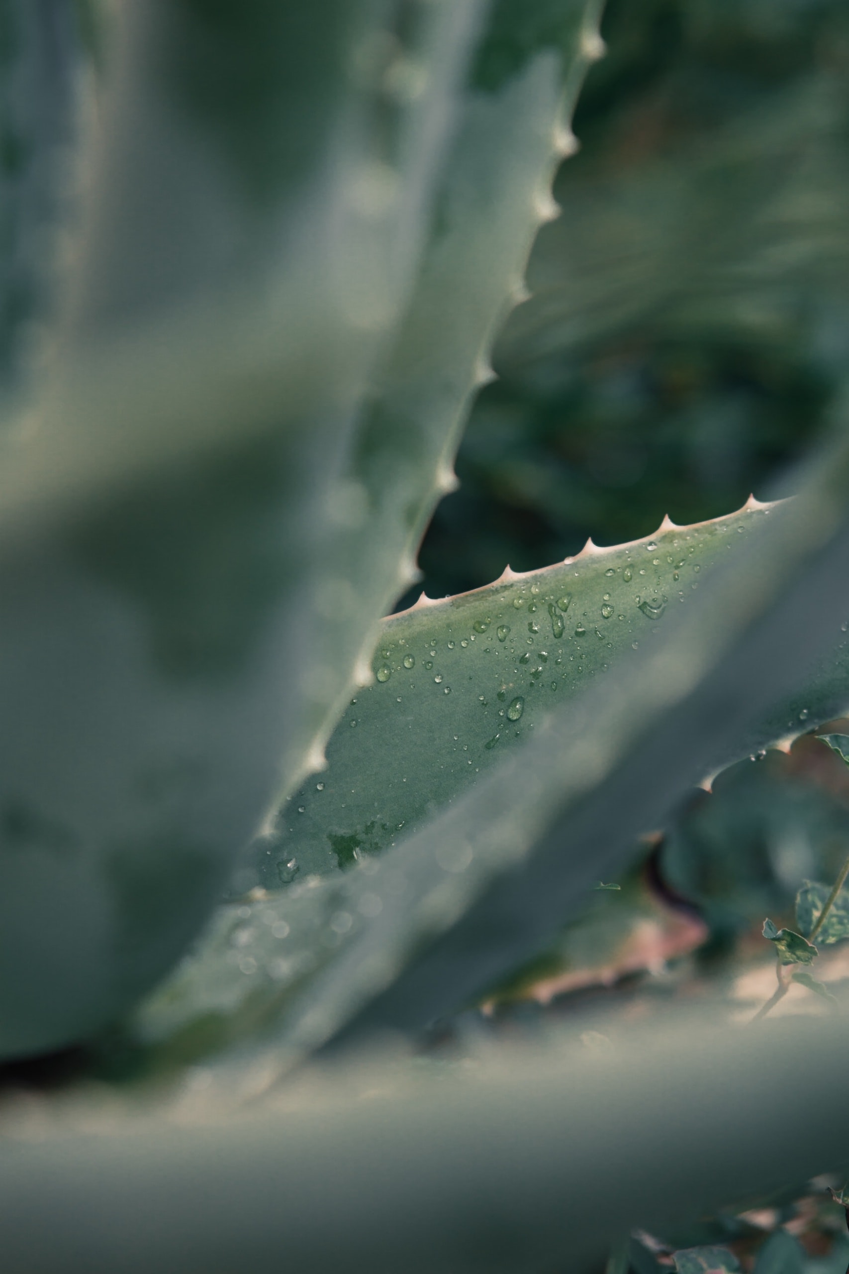 Aloe Vera Pflanze