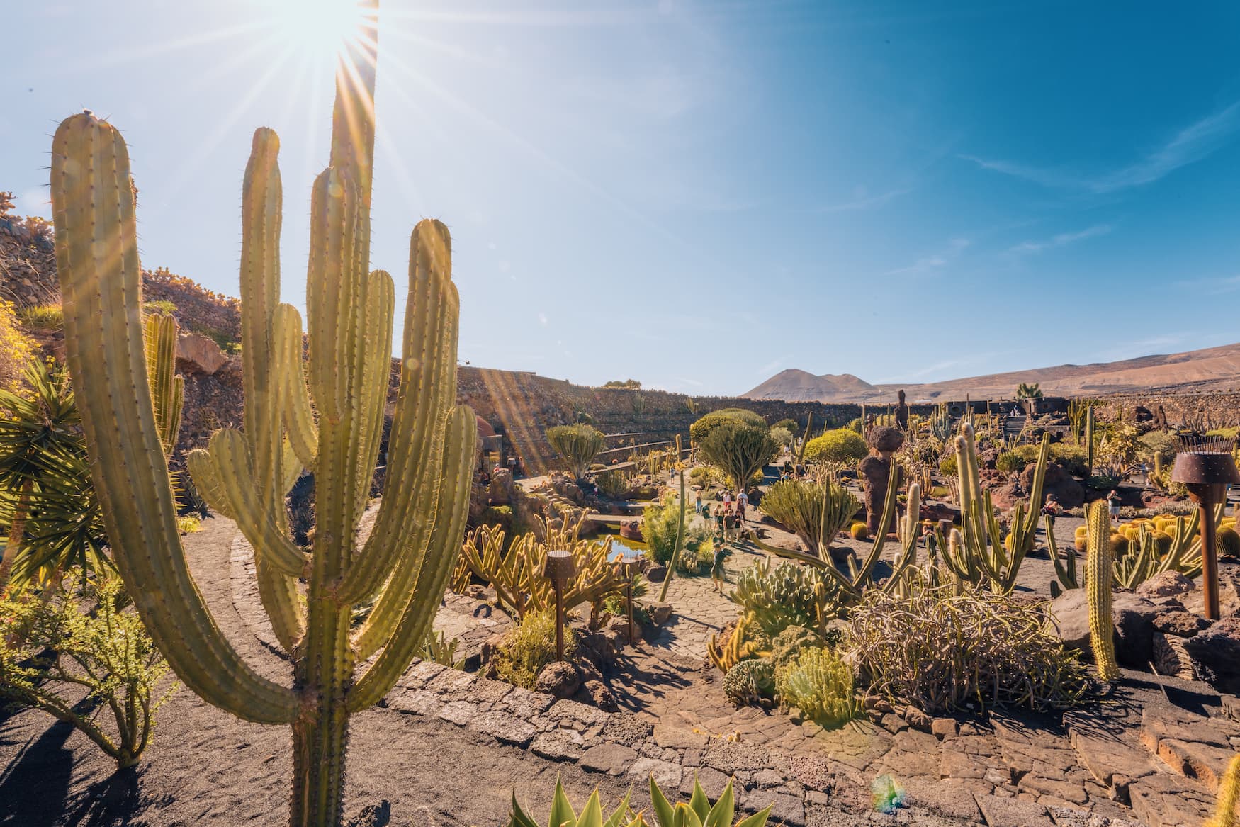 Jardín de Cactus auf Lanzarote des Künstlers Cesar Manrique