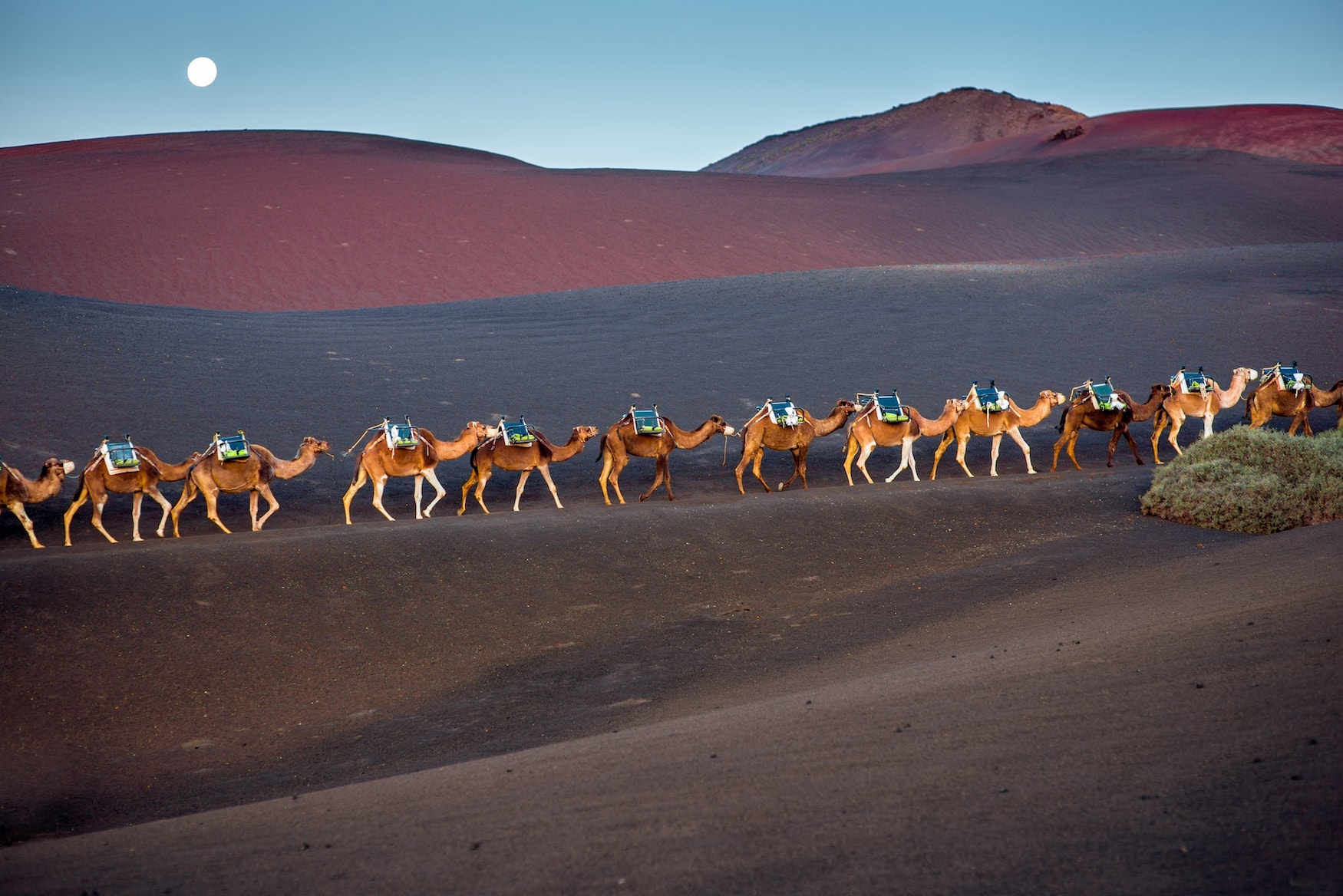 Kamelkaravane durch den Nationalpark Timanfaya