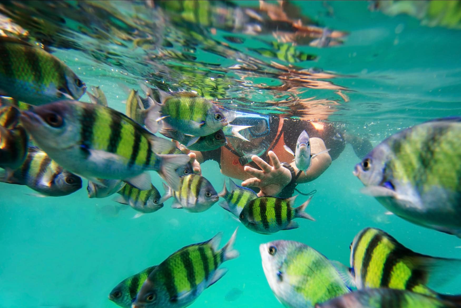 Ein Schwarm kleiner, schwarz-gelb gestreifter Fische, sehr dicht an der Wasseroberfläche eines türkisen Meeres. Durch den Schwarm hindurch wird eine Person beim Schnorcheln erkennbar, die scheinbar in Richtung des Betrachters schwimmt.