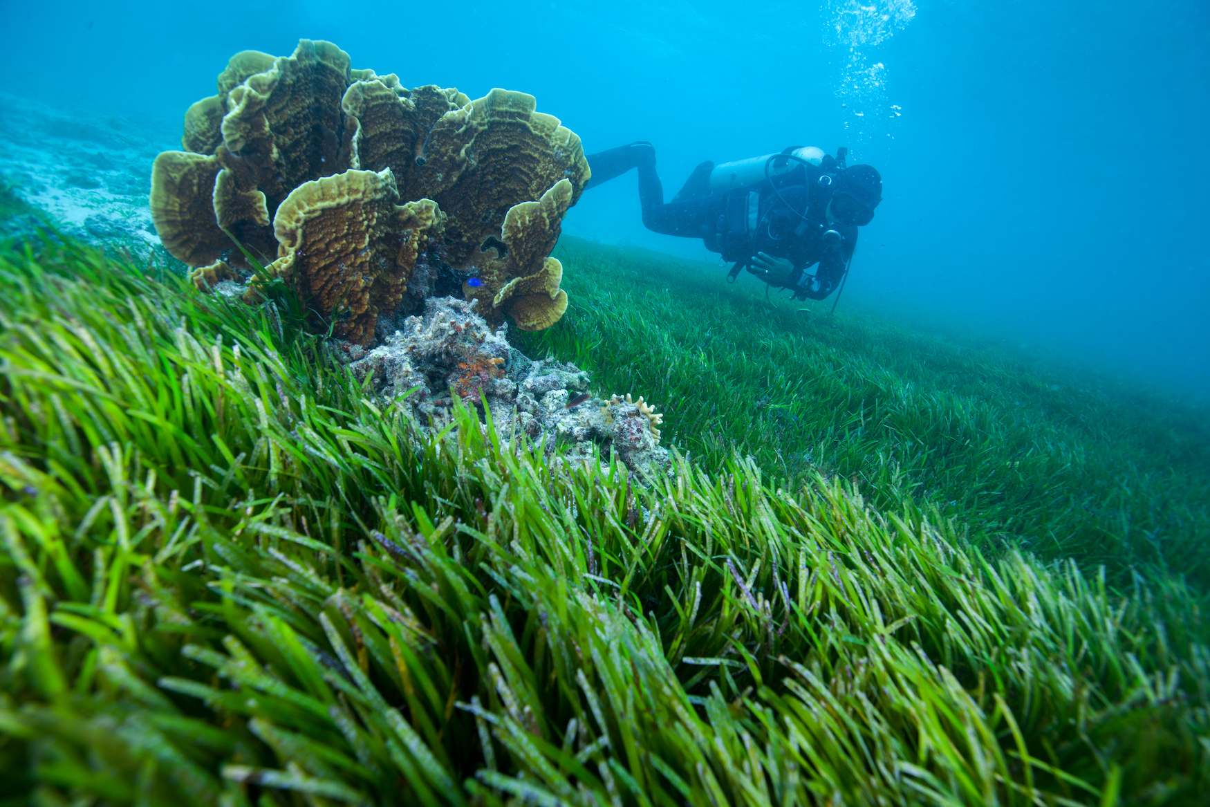 Mitten in einem weitläufigen Seegrasfeld unterwasser ragt ein kleines Riff aus dem Bewuchs. Schräg rechts dahinter schwimmt eine tauchende Person in voller Montur, von ihrer Maske tauchen Blasen Richtung Wasseroberfläche hinauf.