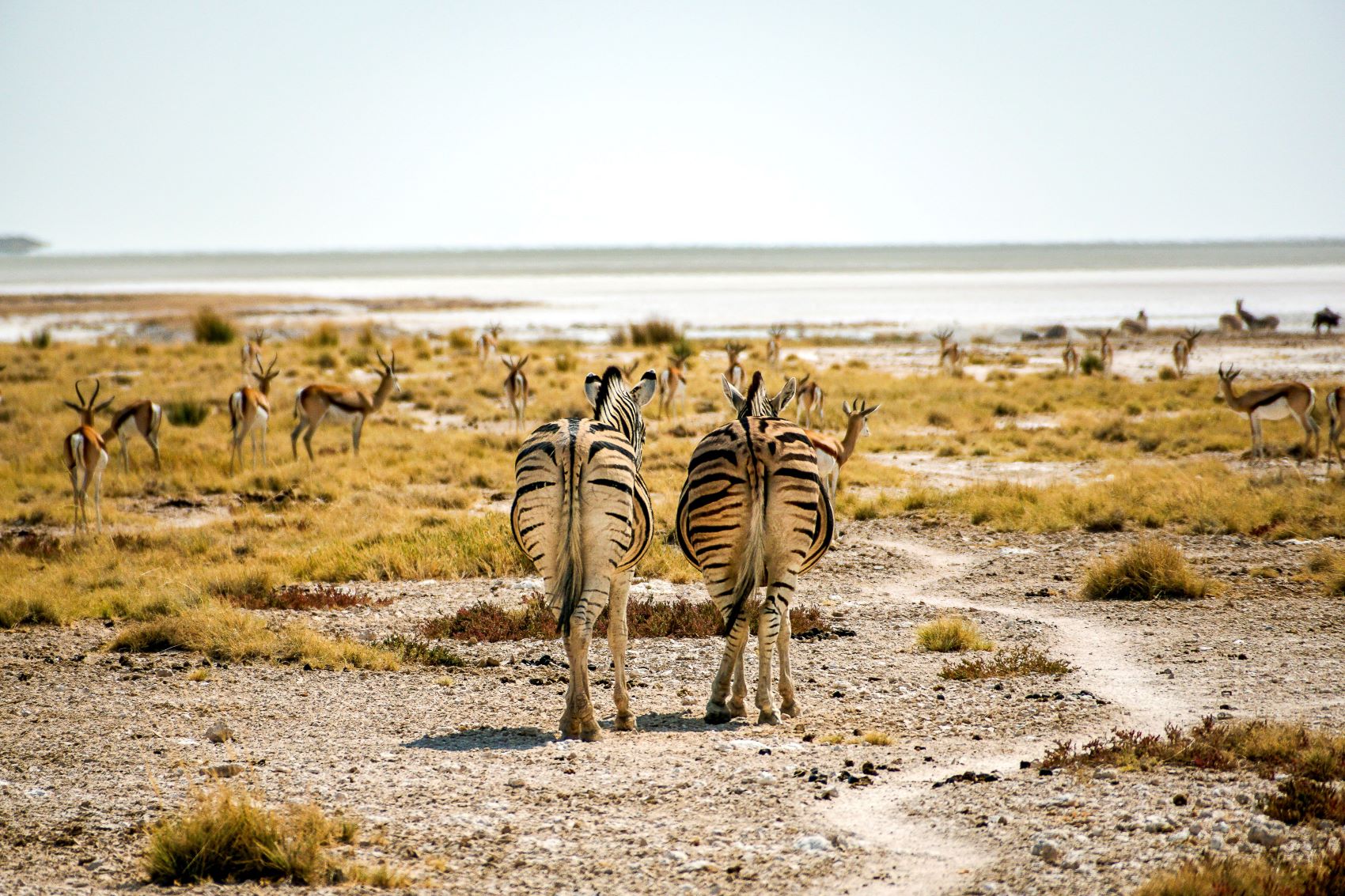 Azebraherde im Etosha Nationalpark, Namibia