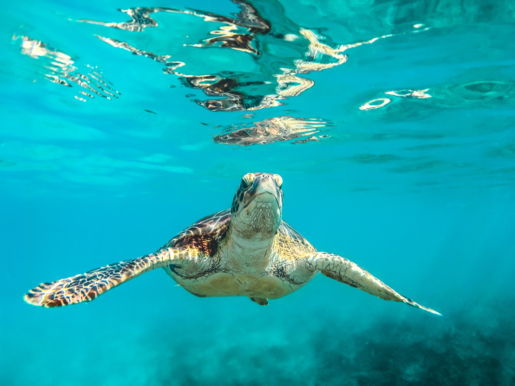 Schildkröte auf Barbados