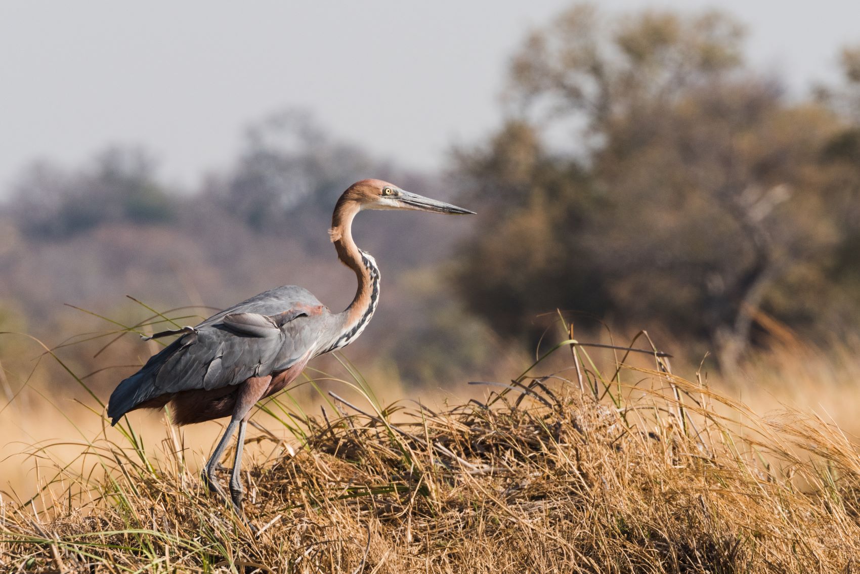 Goliathreiher (Ardea goliath) in Namibia