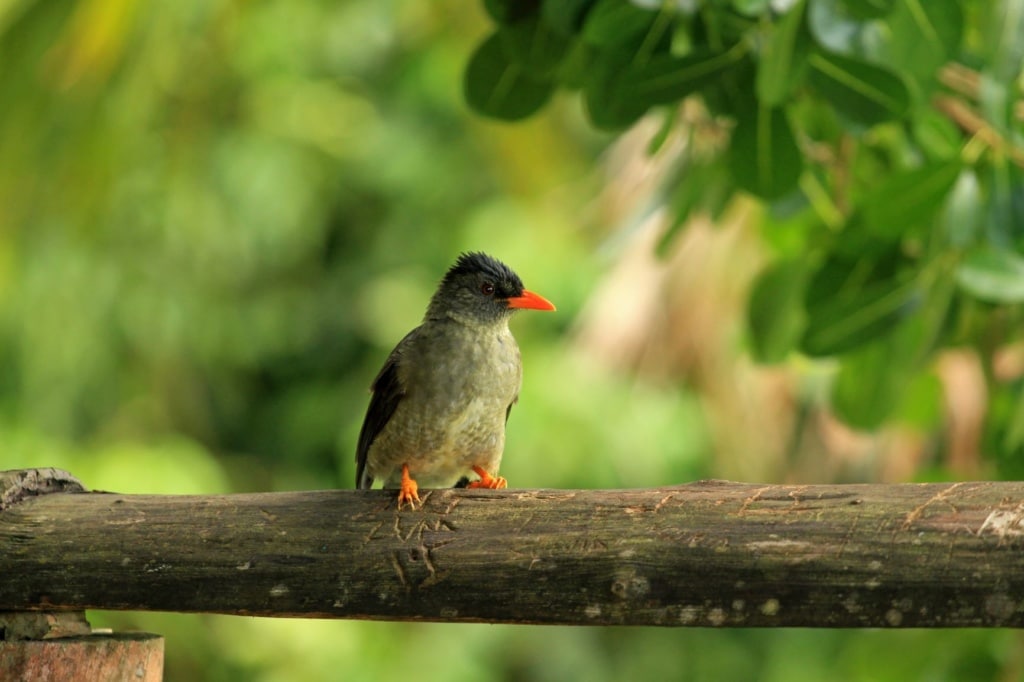 Seychelles bulbul