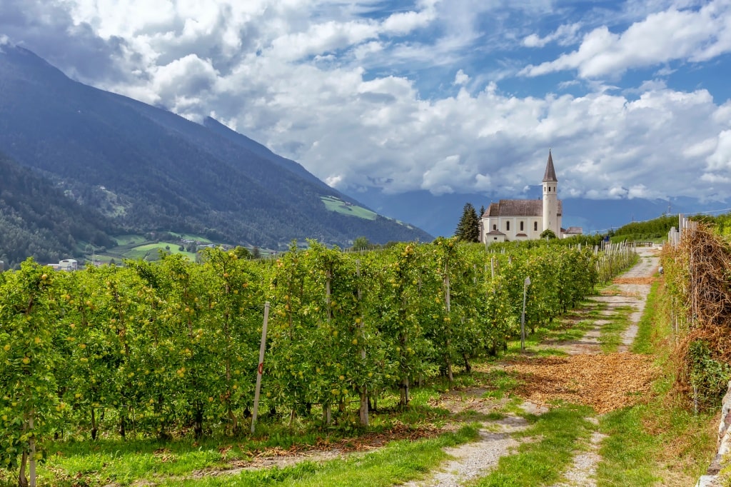 Entlang der Weinberge von Schlankes im Vinschgau.