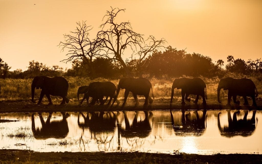 Wilderness Safaris Qurokwe Botswana