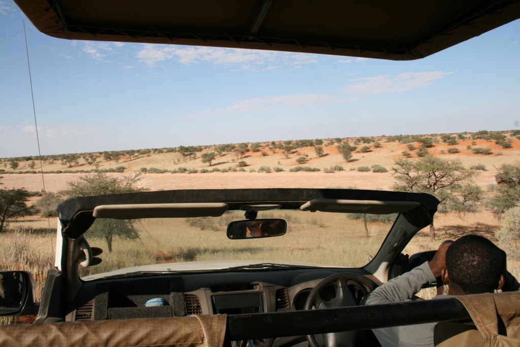 Nach der Regenzeit im April blüht es in der Kalahari in Namibia!