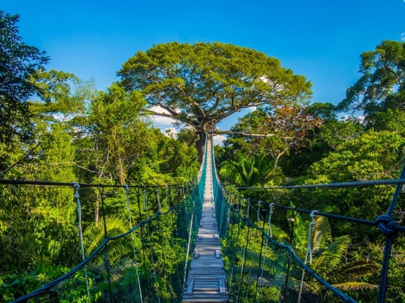 Hängebrücke im Inkaterra Canopy Walkway in Peru