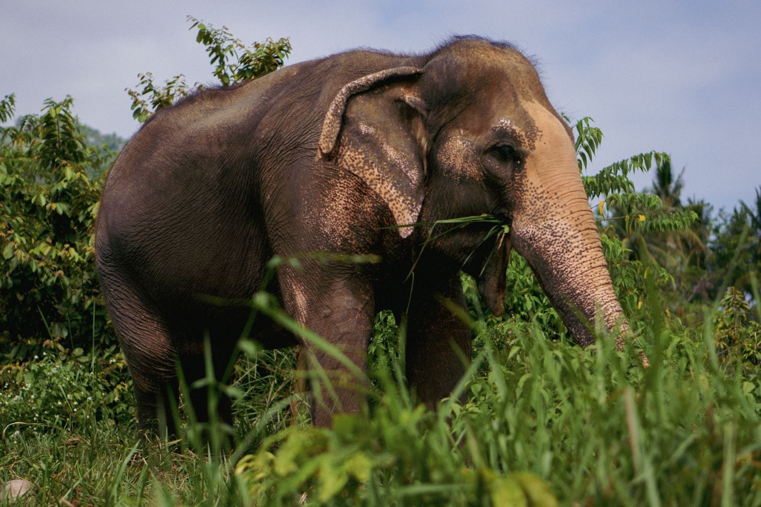 Elefant im Samui Elephant Home auf Koh Samui