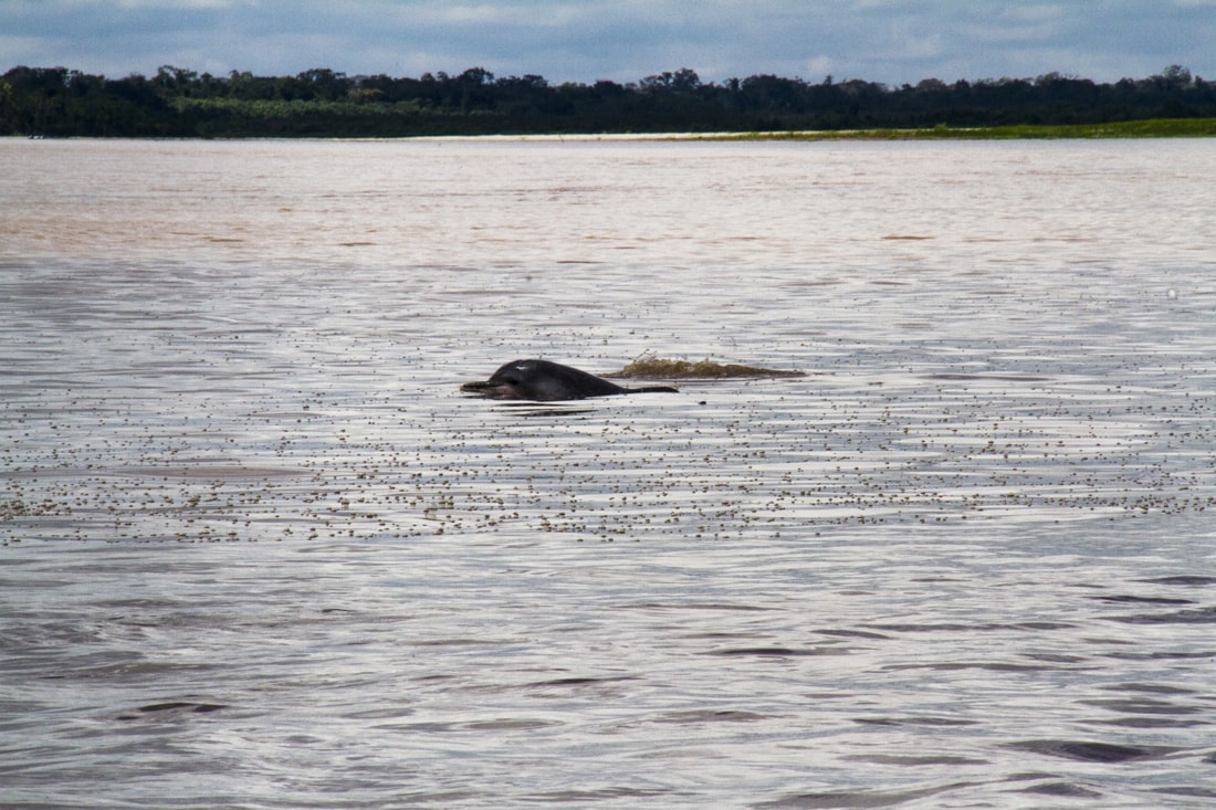Urlaub im Dschungel in Peru: Flussdelfine