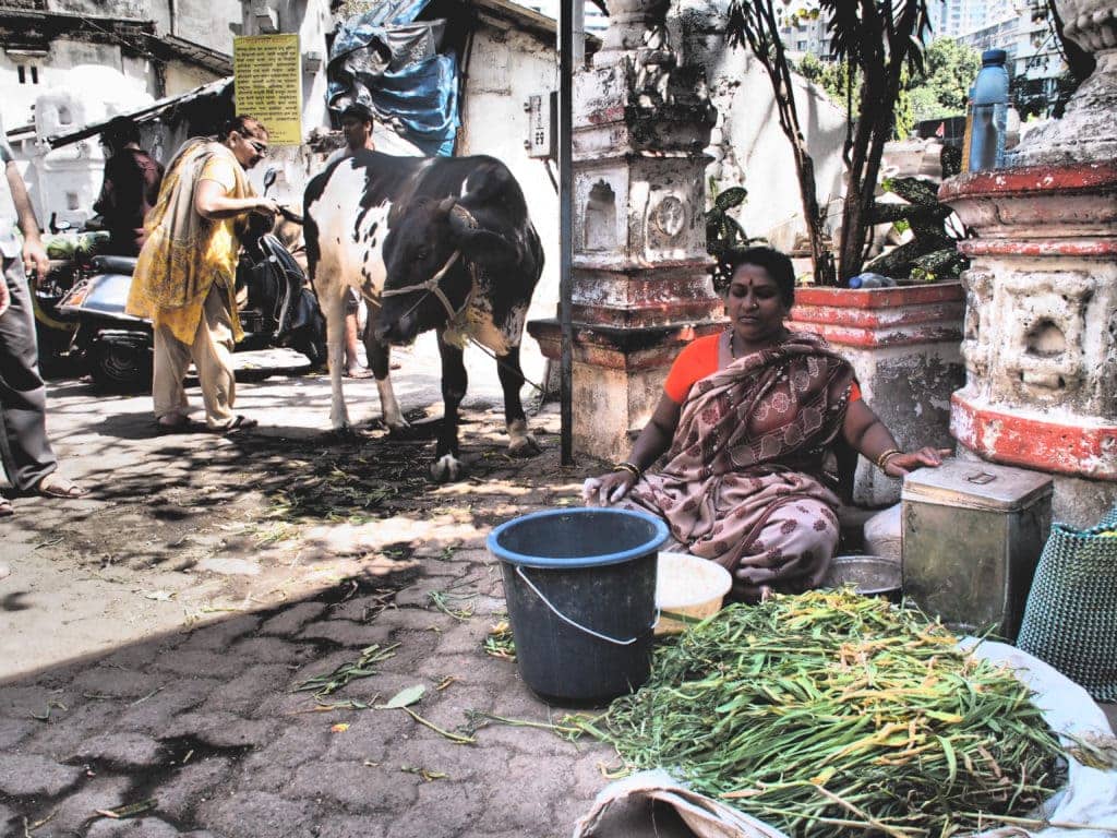 Heilige Kuh in Rajasthan