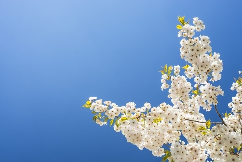 Kirschbaumblüte in Bayern