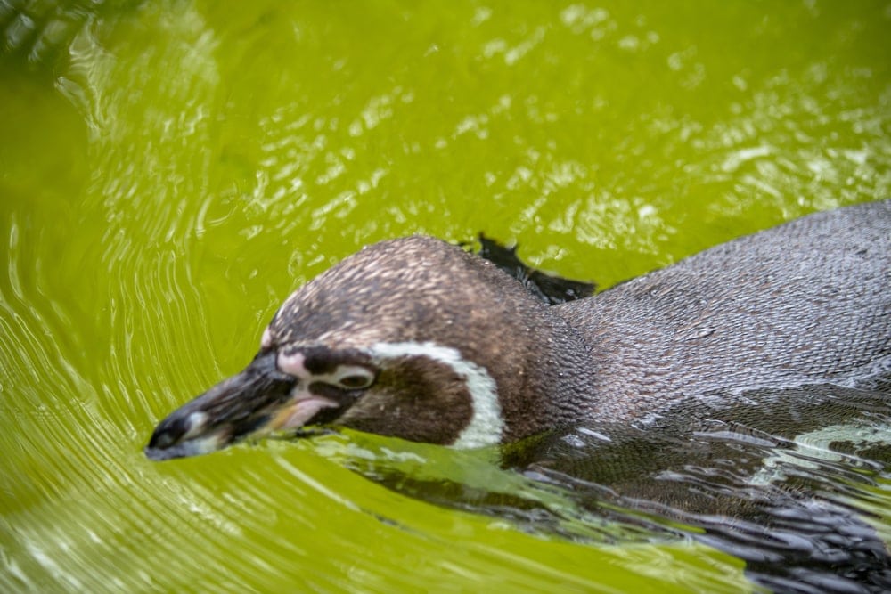 Schwimmender Pinguin