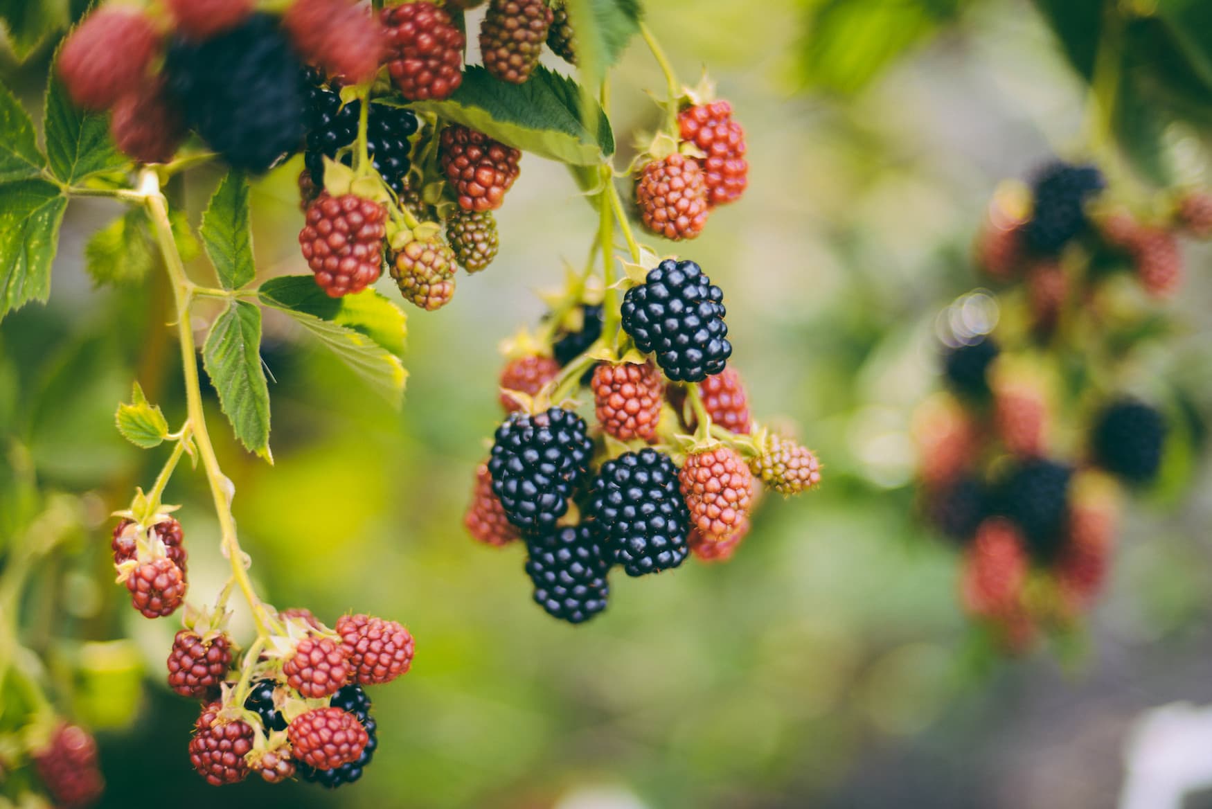 Brombeer-Strauch in der Prignitz
