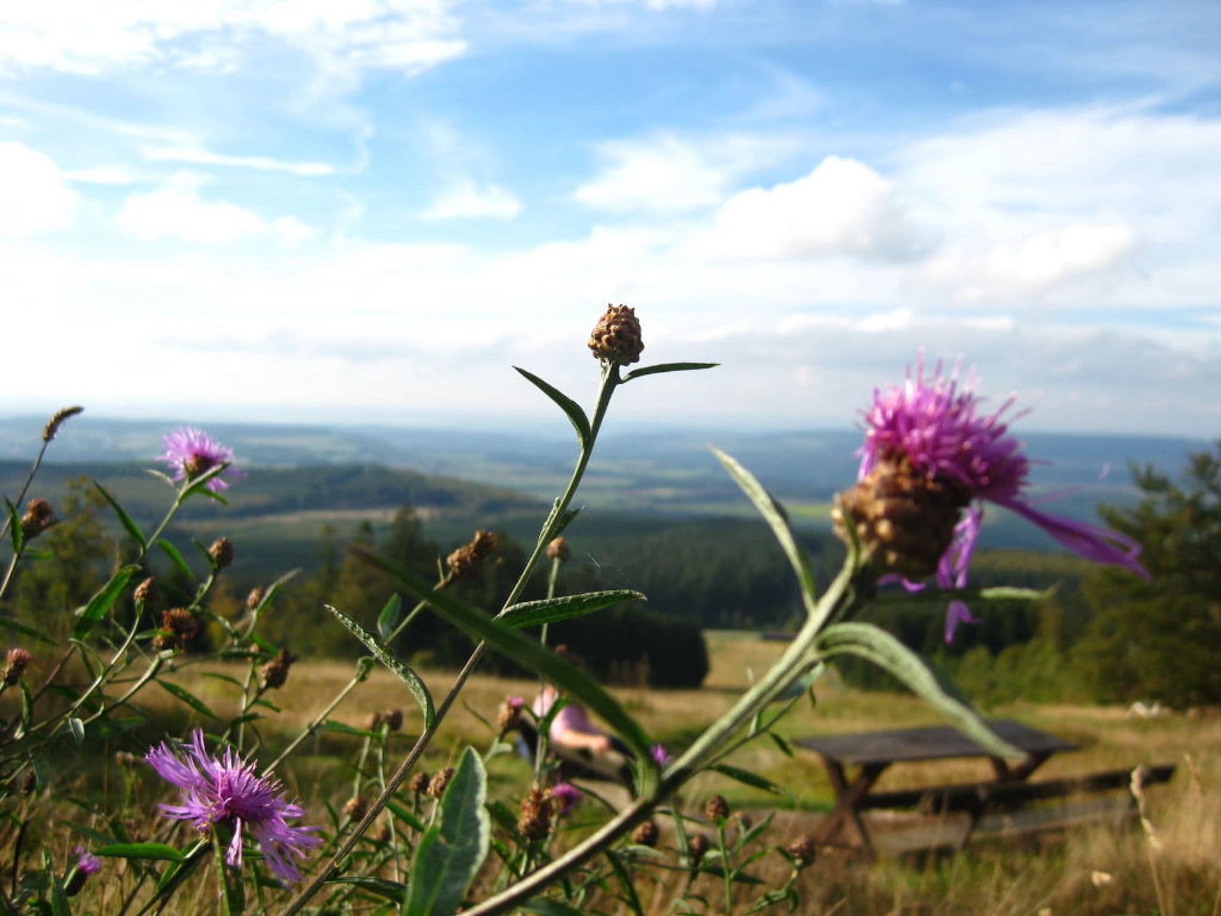 Aussicht vom Erbeskopf