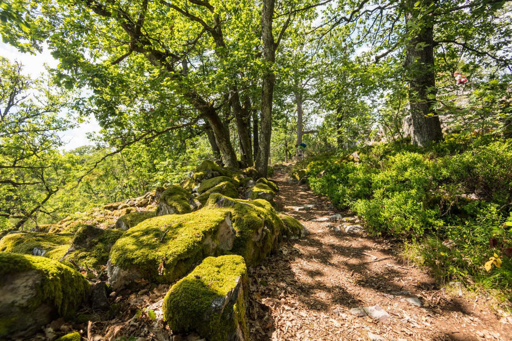 Wanderung durch die Kirschweiler Festung in Rheinland-Pfalz