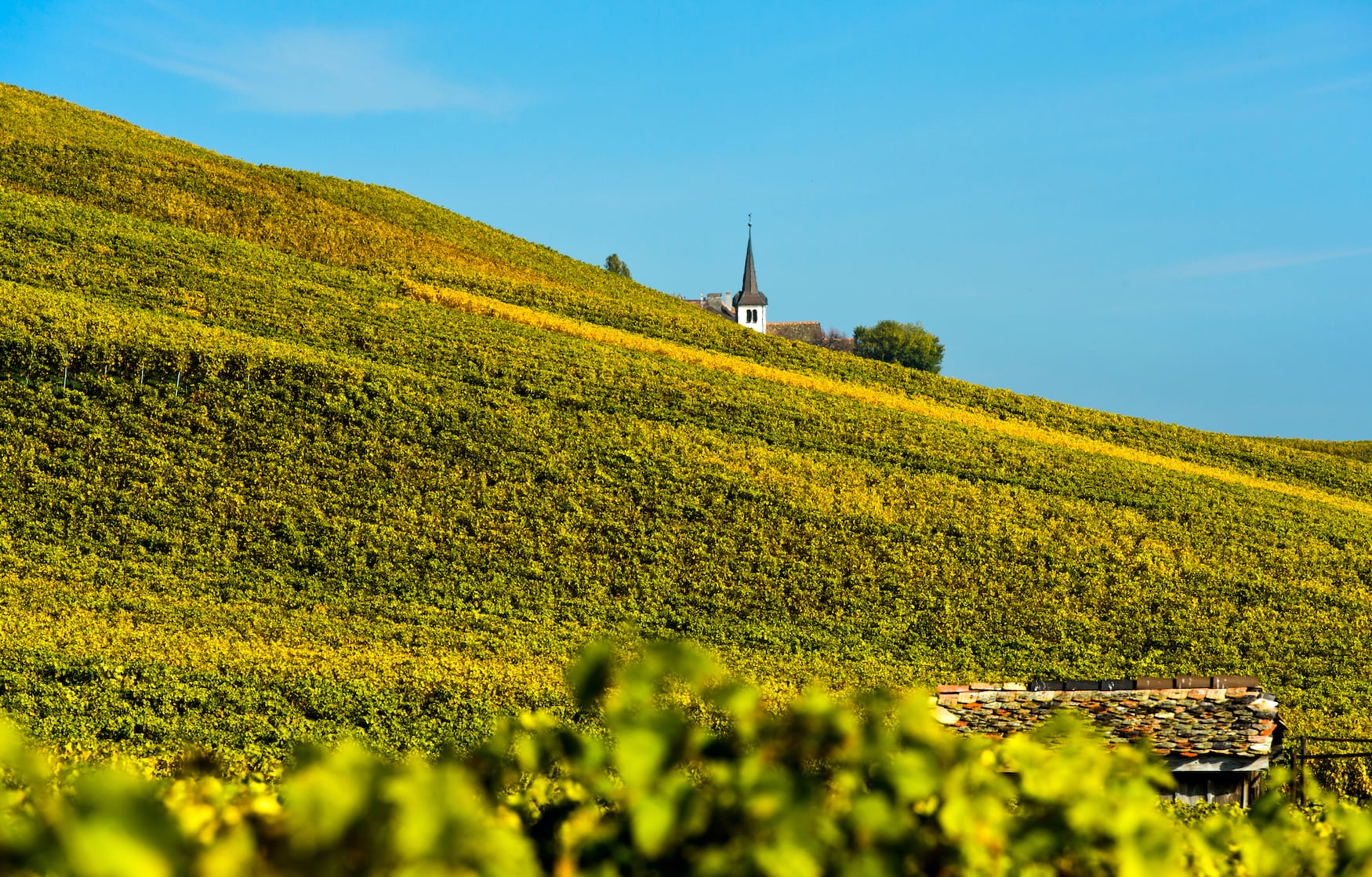 Weinberge in herbstlicher Farbe im Weinbaugebiet La Côte, dahinter Kirche des Weindorfes Fechy, Fechy, Waadt, Schweiz