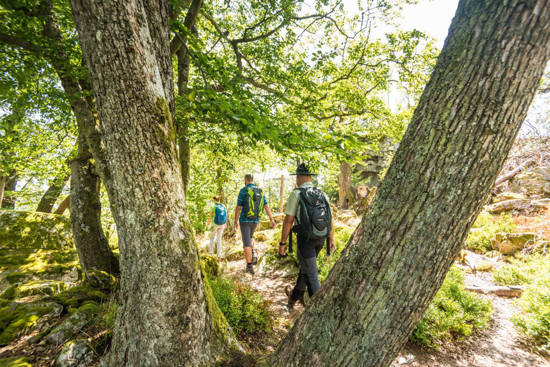 Mit einem Ranger durch den Nationalpark Hunsrück-Hochwald