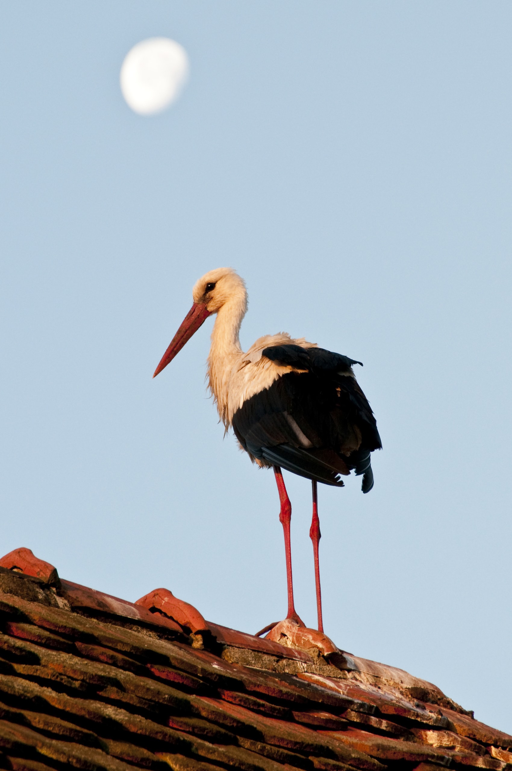 Ein junger Storch auf einem Hausdach im Storchendorf Rühstadt.