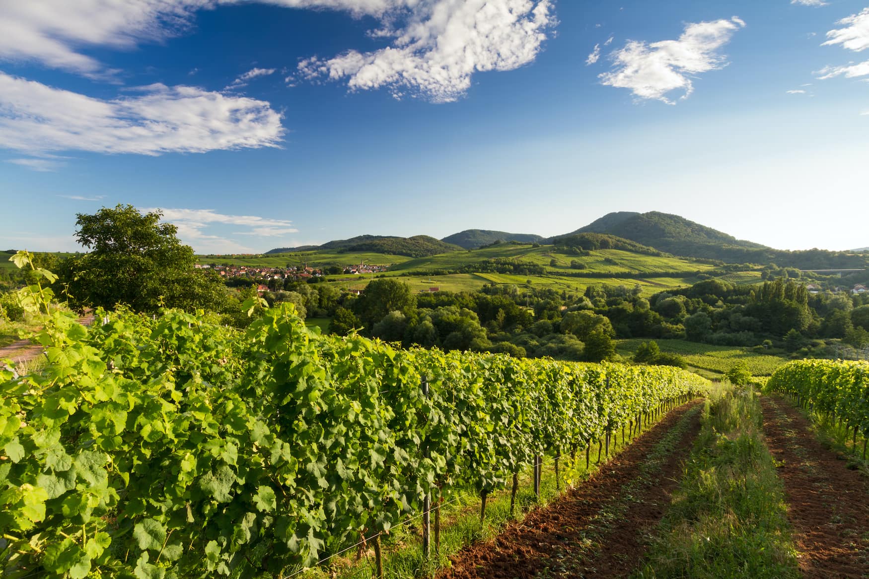Weinreben in der Pfalz in Deutschland