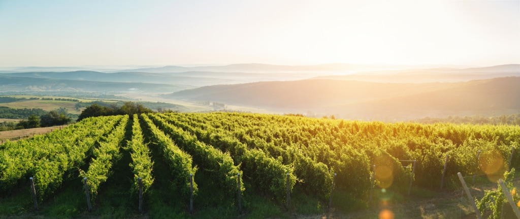 Weinanbaugebiet in Europa