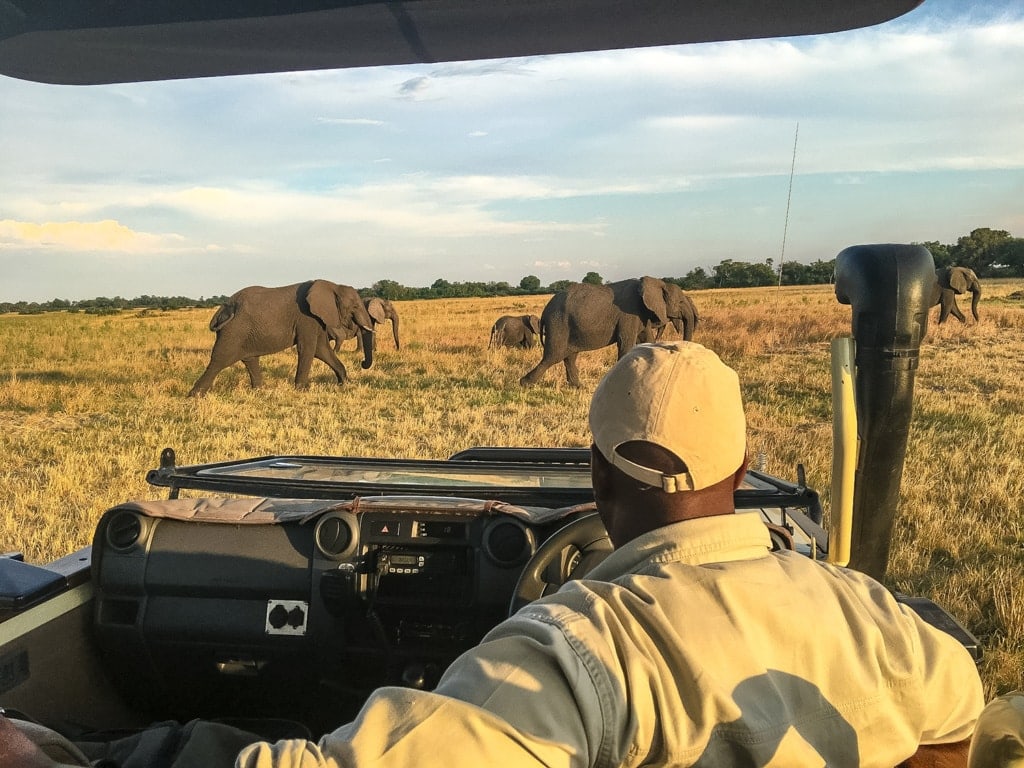 Elefanten während einer Jeep-Safari im Zebras im Okavangodelta in Botswana