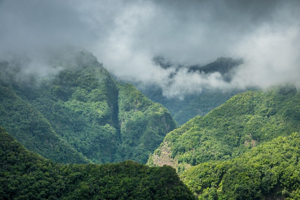 La Palma wandern: Lorbeerwald