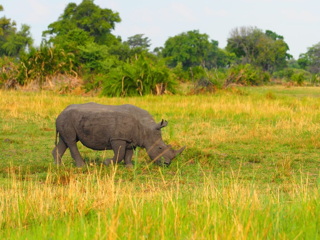 Nashorn im Okavangodelta in Botswana