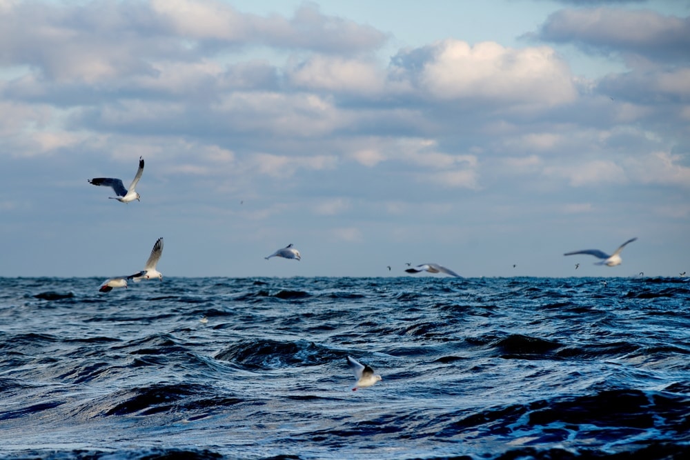 Blick auf Nordsee mit Möven