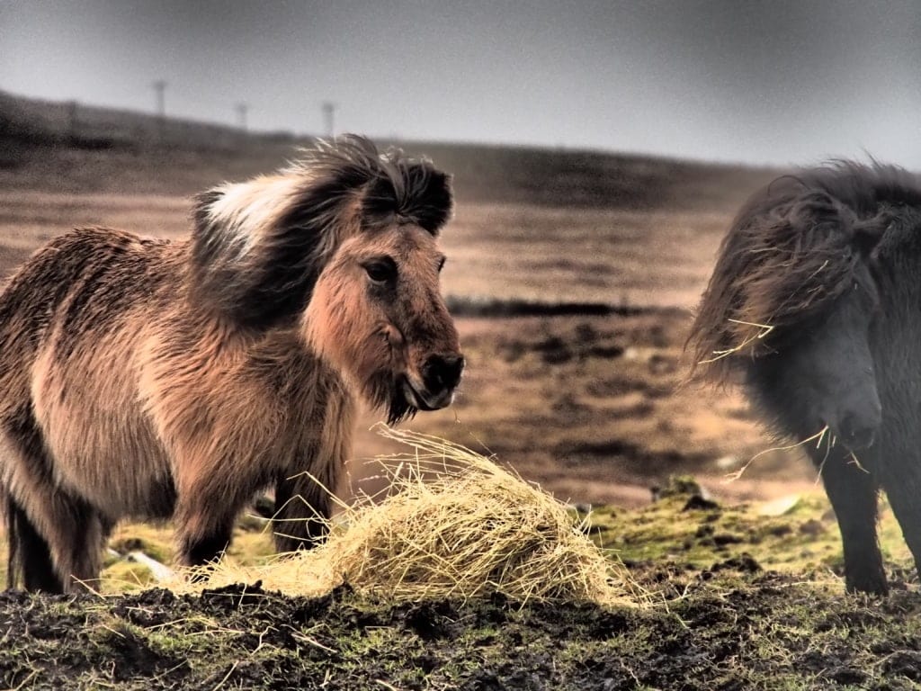 Shetlandpony auf Mainland
