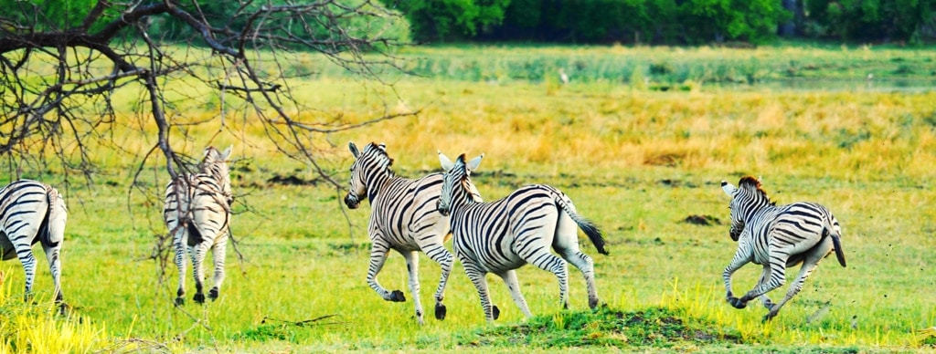 Zebras im Okavangodelta in Botswana