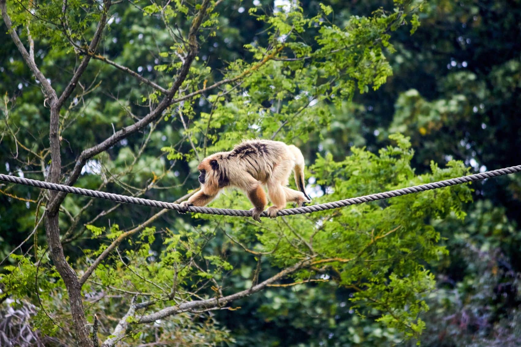 Gibbon läuft über ein Seil im Durell Wildlife Park auf Jersey