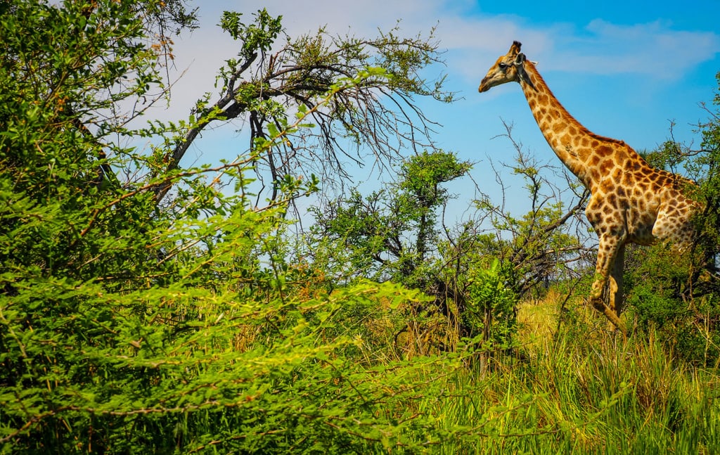 Giraffe in Botswana