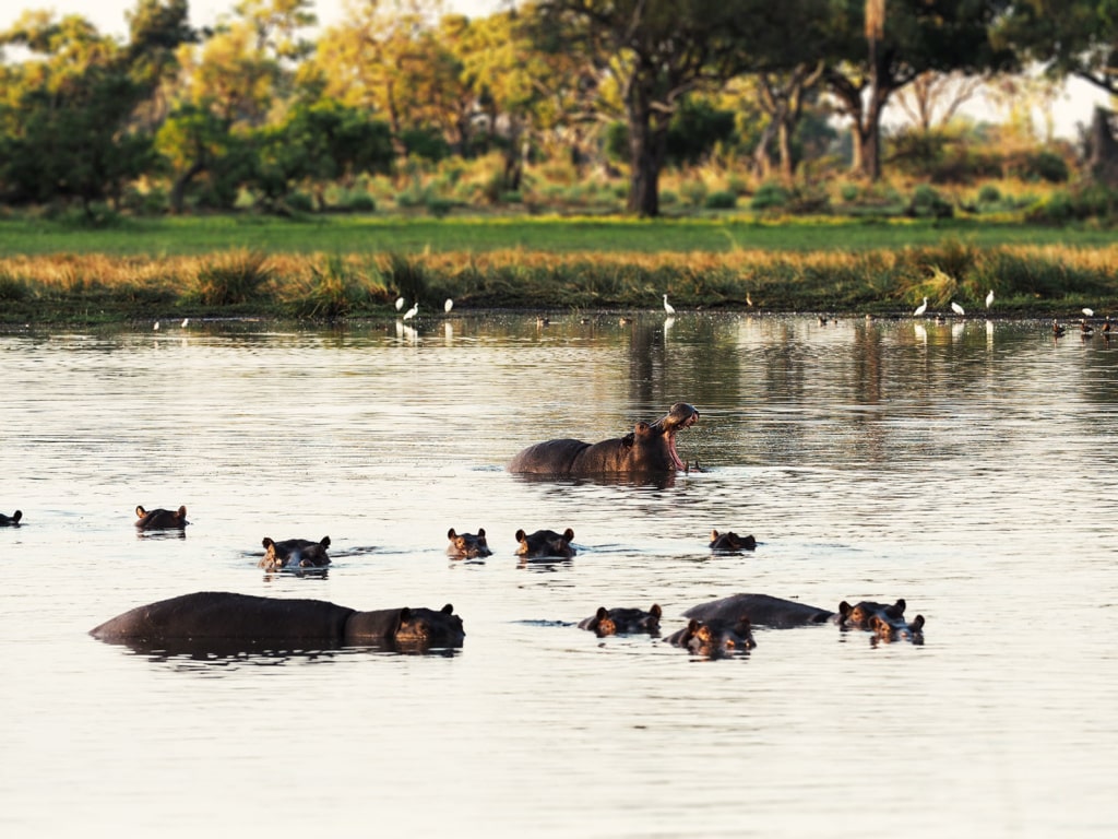 Nilpferde baden im Okavango-Delta