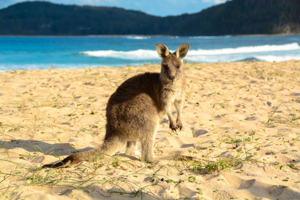 Känguru am Pebbly Beach