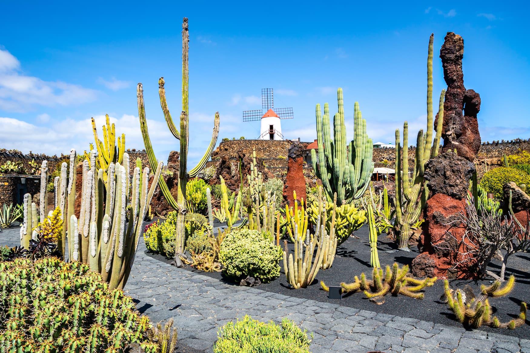 Kaktus, Garten, Insel, Lanzarote
