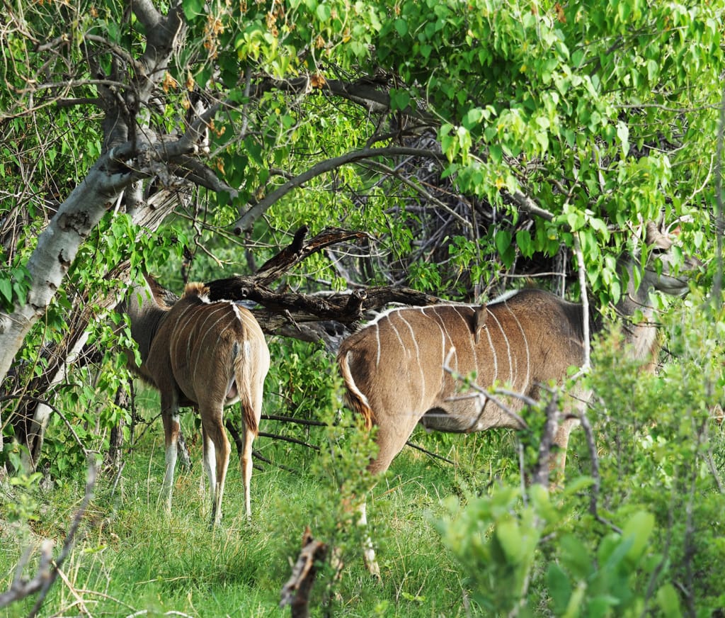 Busch in Botswana