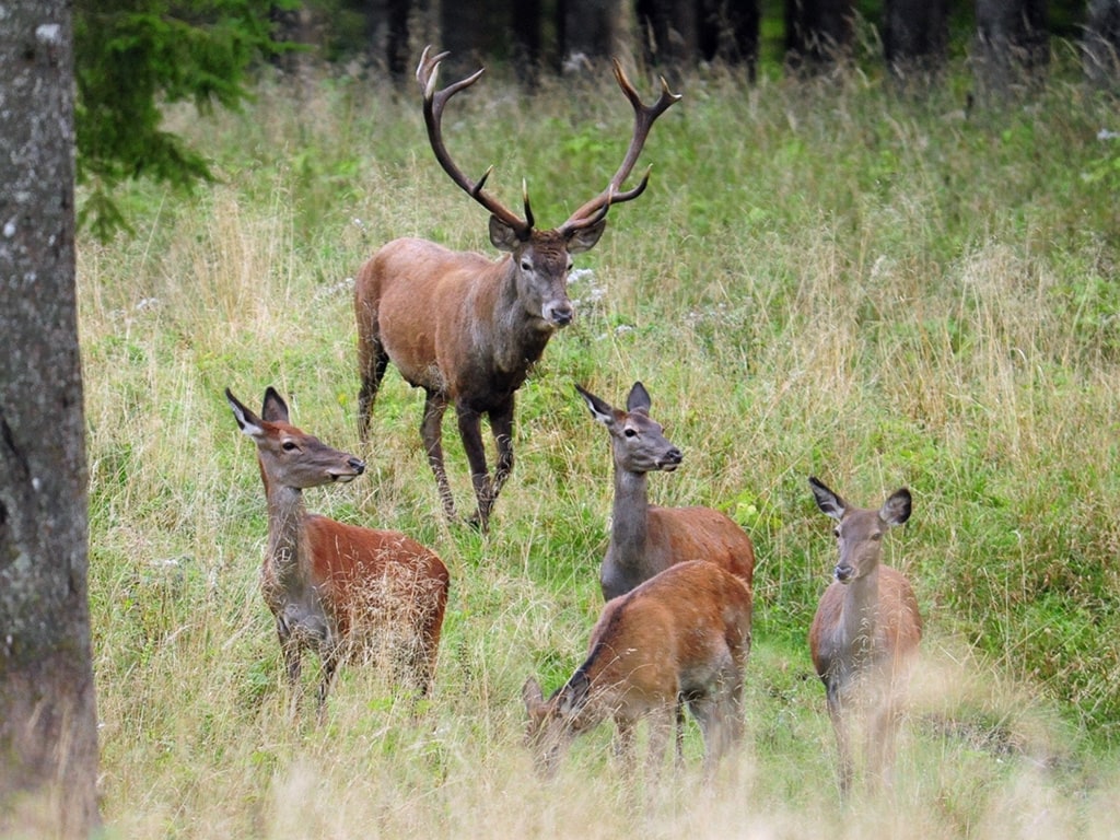 Tiere in Österreich: Ein Rotwildrudel im Nationalpark Kalkalpen