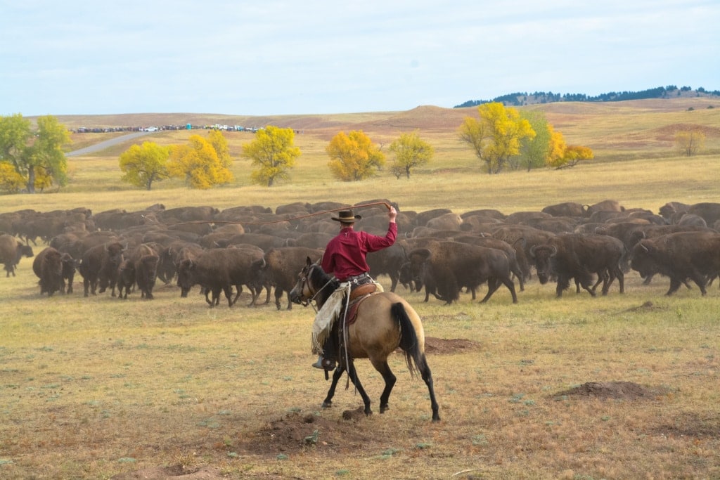 Buffalo Roundup in South Dakota