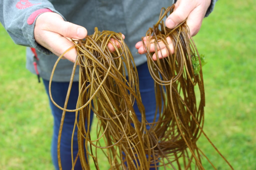 Superfood aus dem Meer: Spagetti