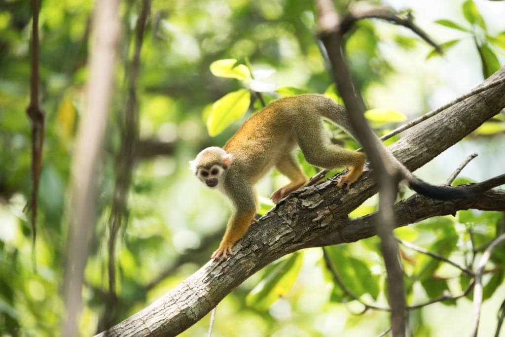 Affe im Dschungel von Surinam