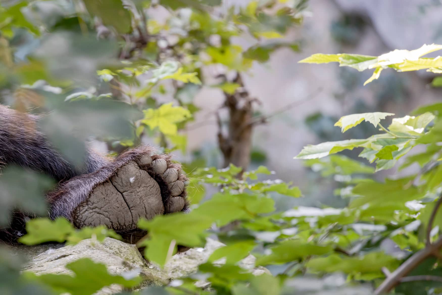 Braunbär-Pfote im Alpenzoo in Innsbruck