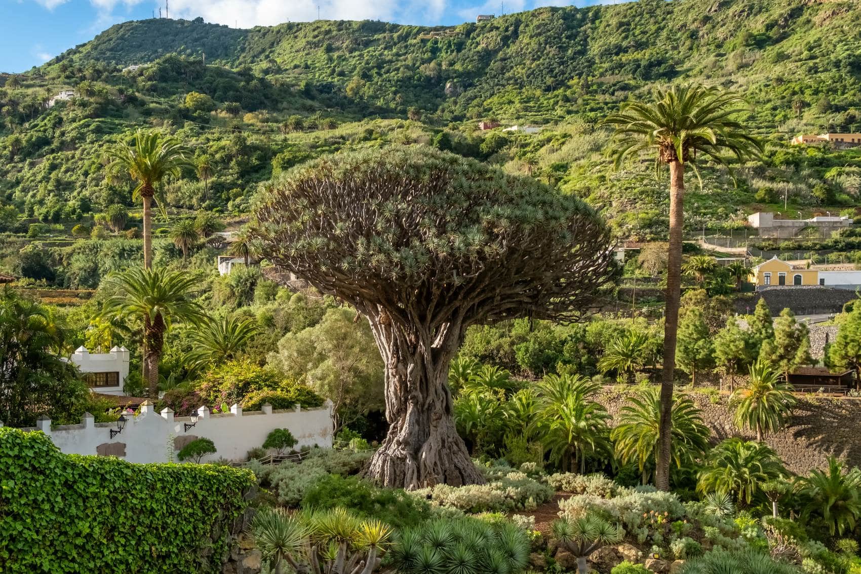 Drachenbaum im Parque del Drago auf Teneriffa