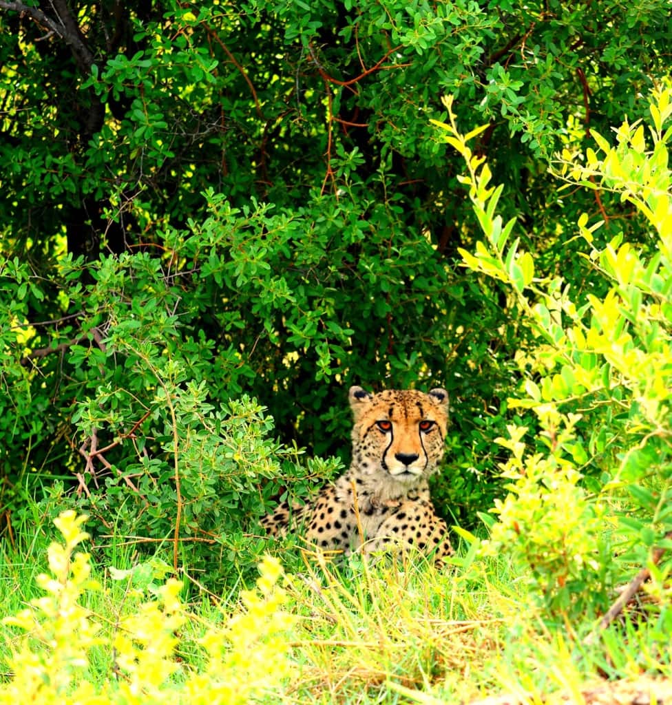 gepard in Botswana