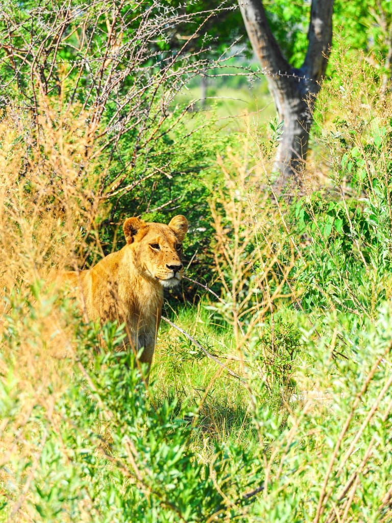Kleiner Löwe versteckt sich hinter Busch in Botswana